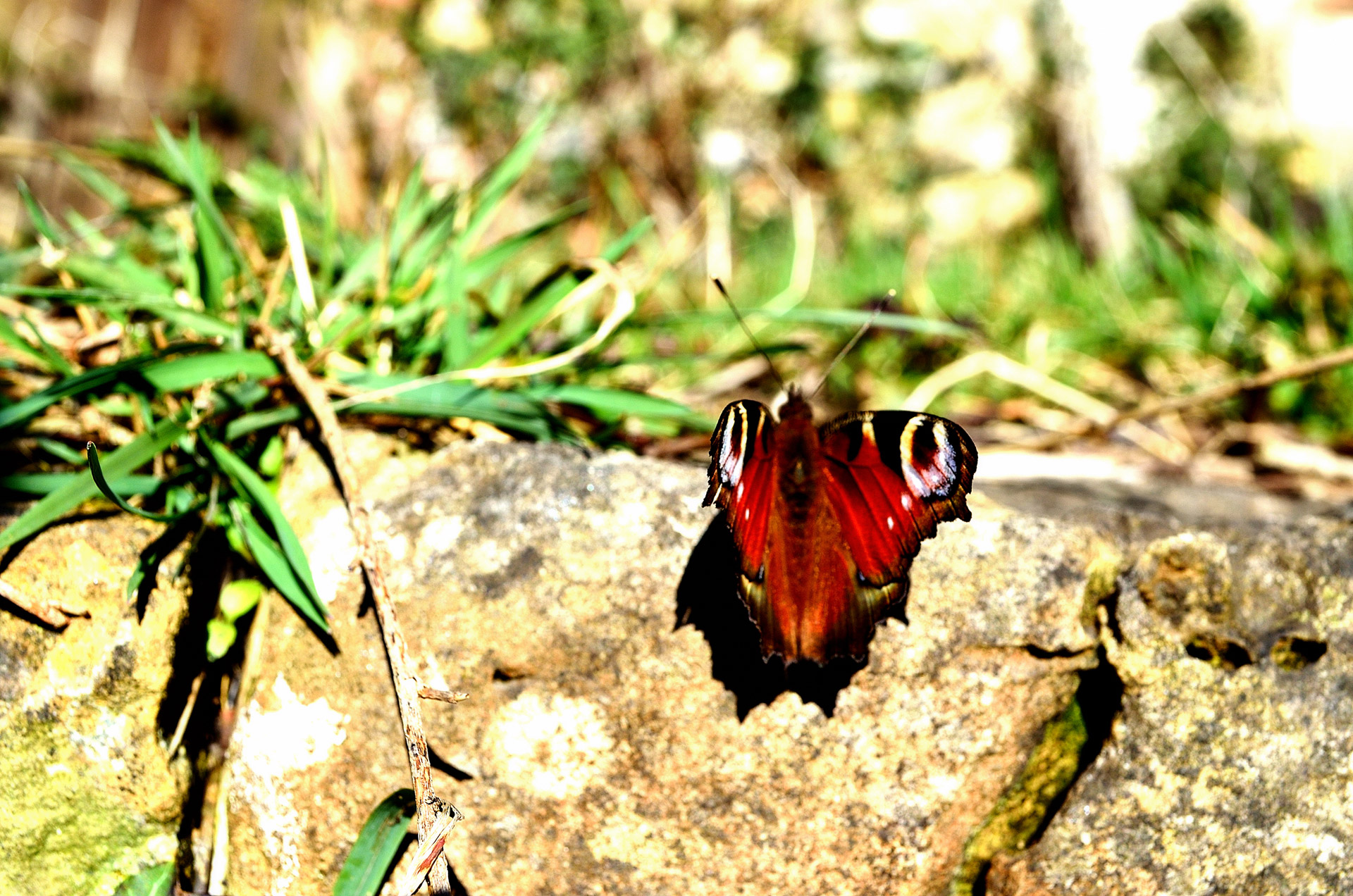 butterfly macro nature free photo