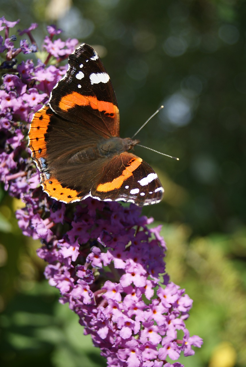 butterfly summer lilac nature free photo
