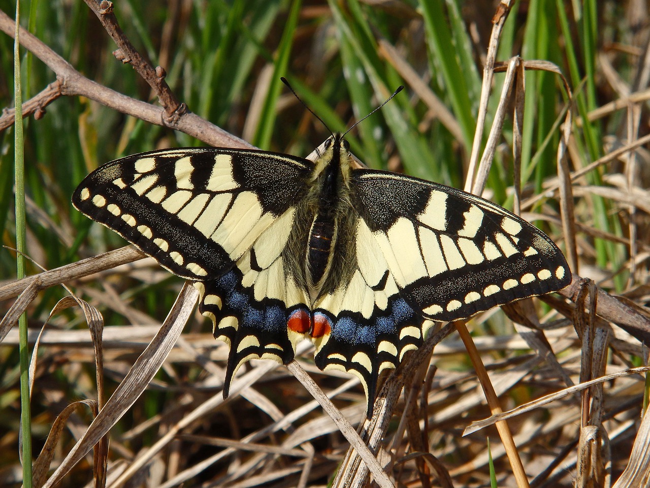 butterfly insect papilio free photo