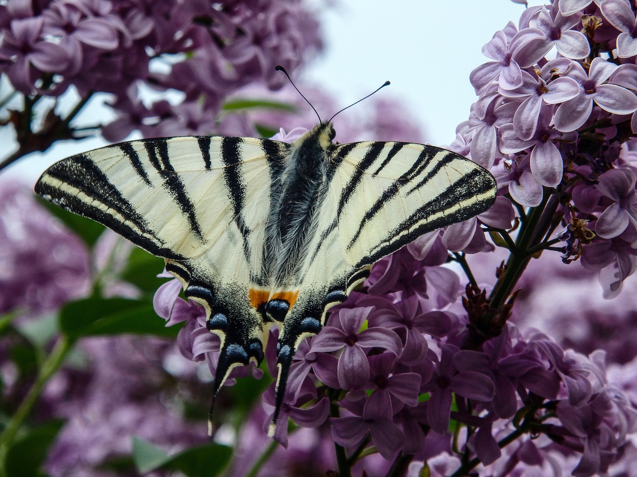 butterfly insect dovetail free photo