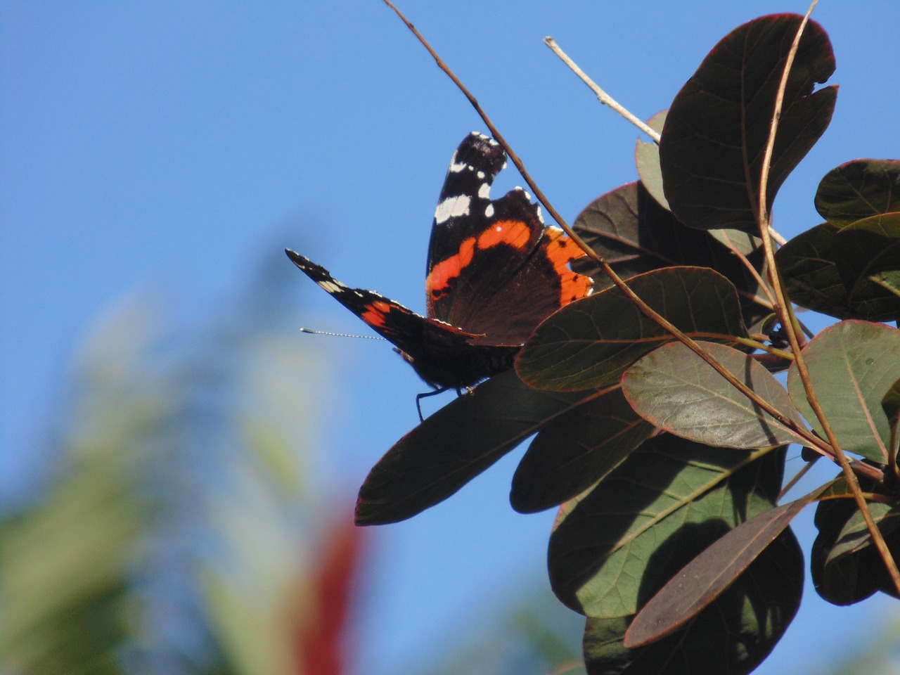 butterfly nature peacock free photo