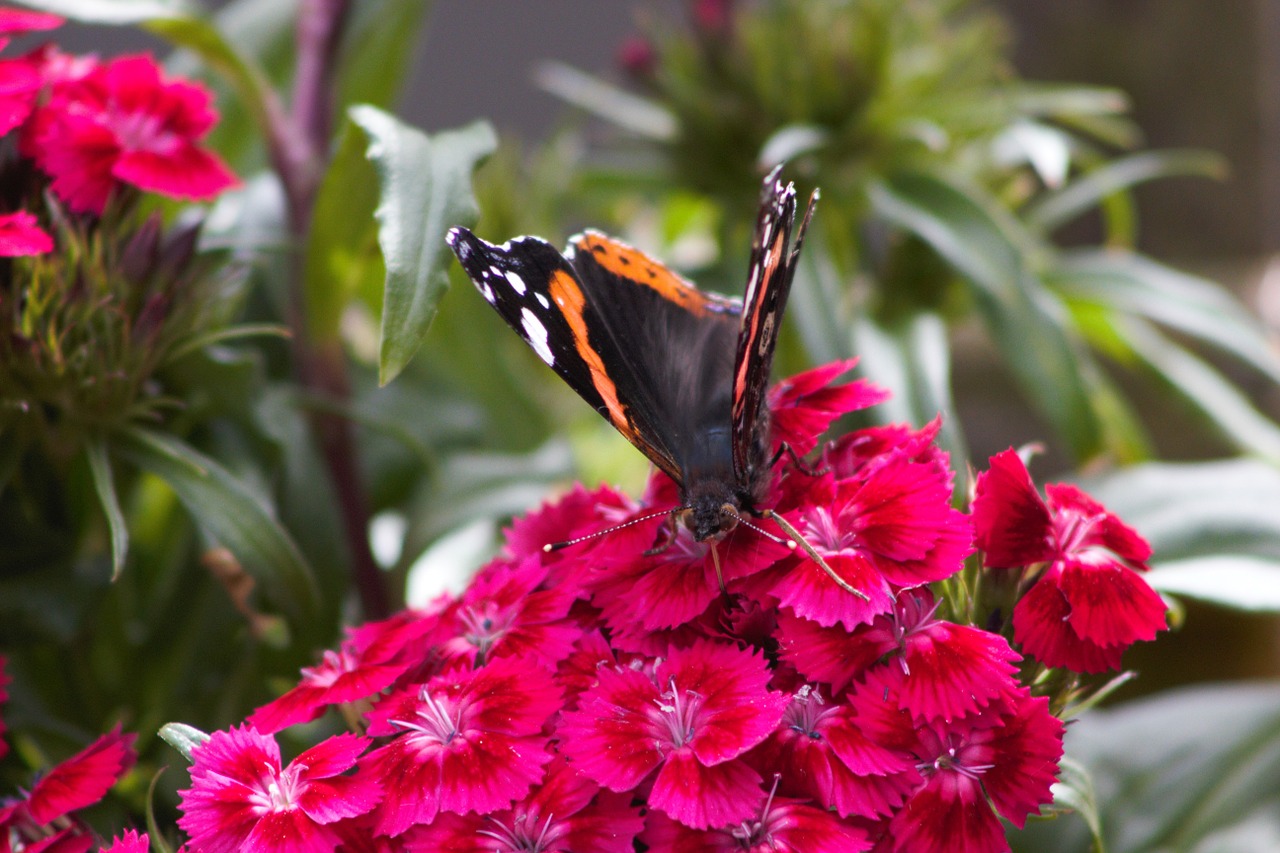 butterfly flower summer free photo