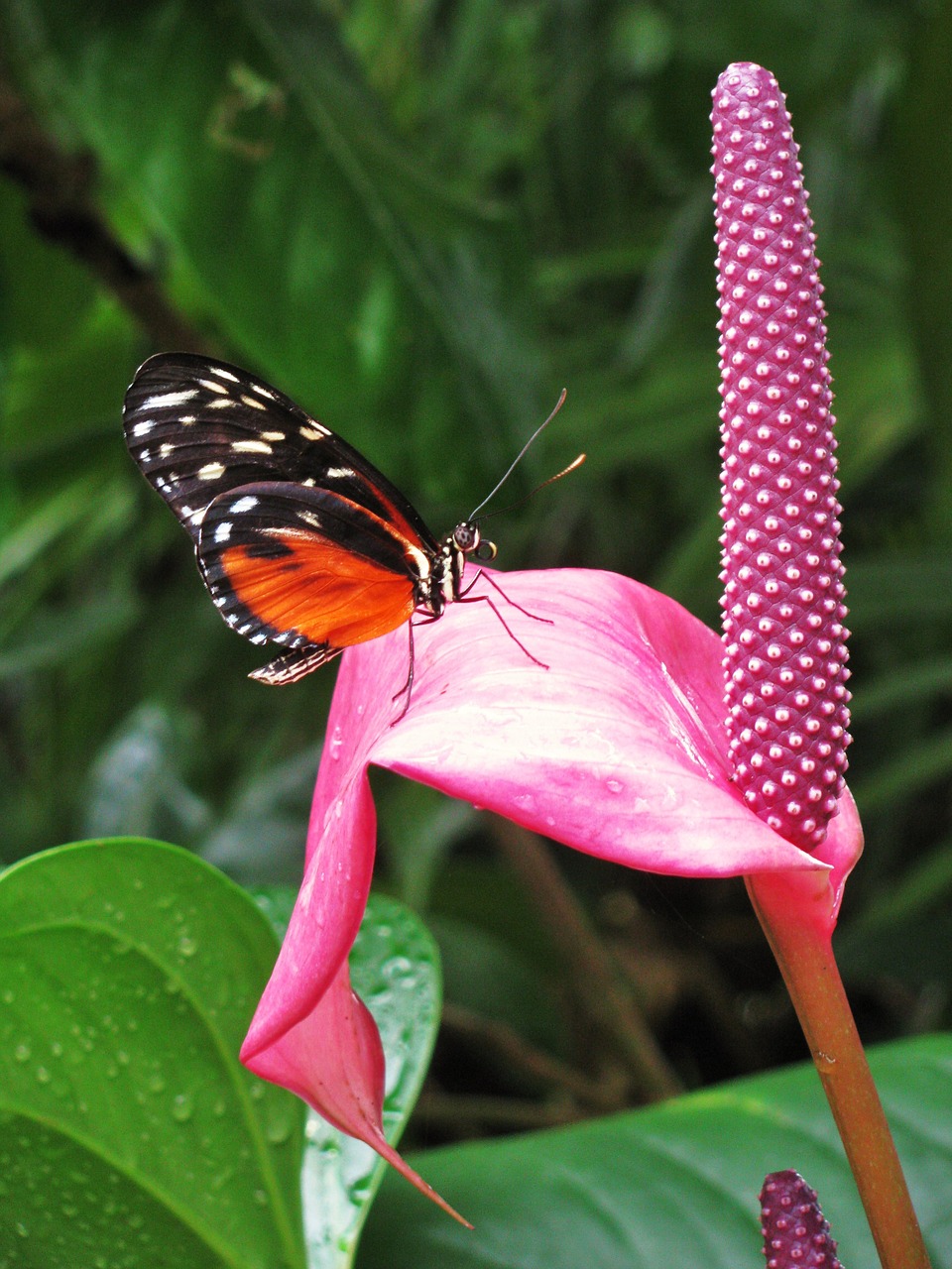 butterfly monarch nature free photo