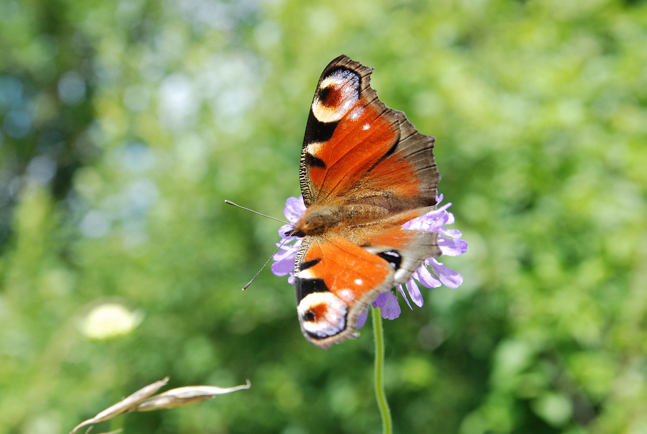 butterfly nature insect free photo