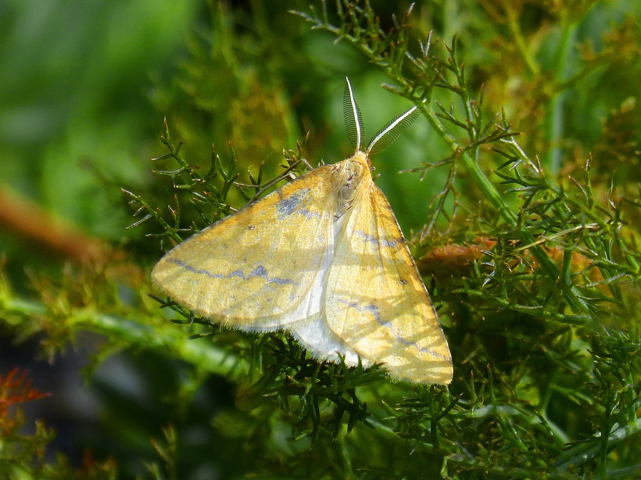 butterfly orange moth detail free photo