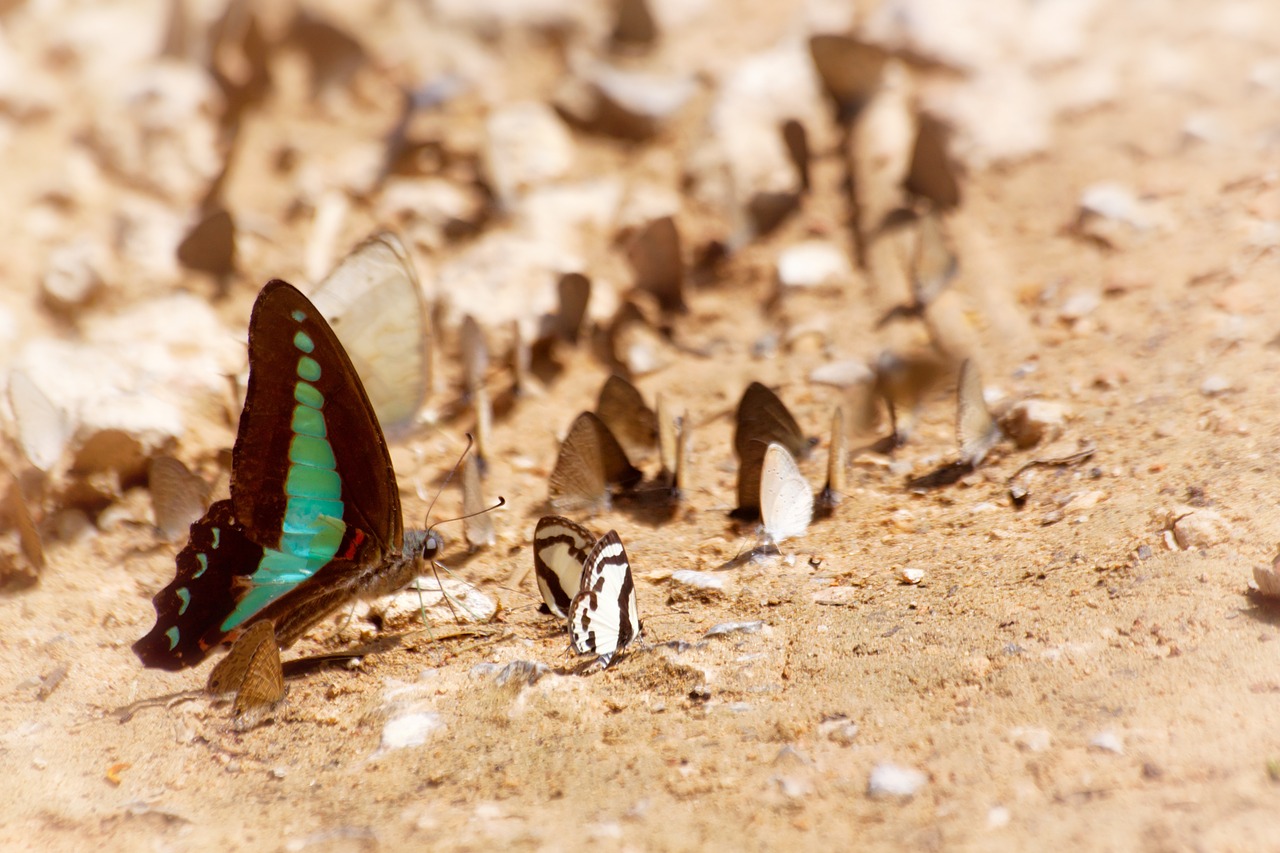 butterfly ban krang camp the national park free photo