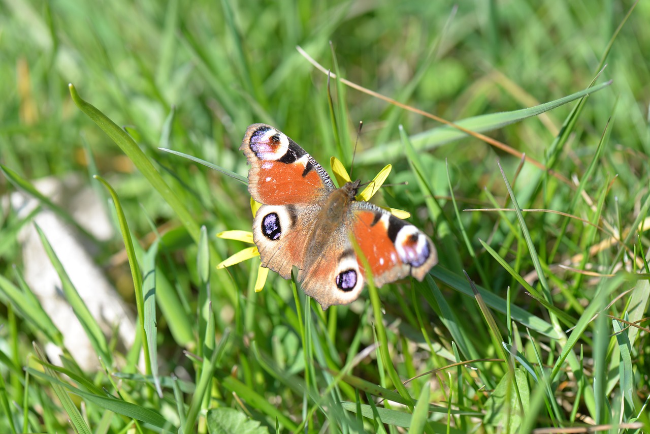 butterfly peacock butterfly meadow free photo