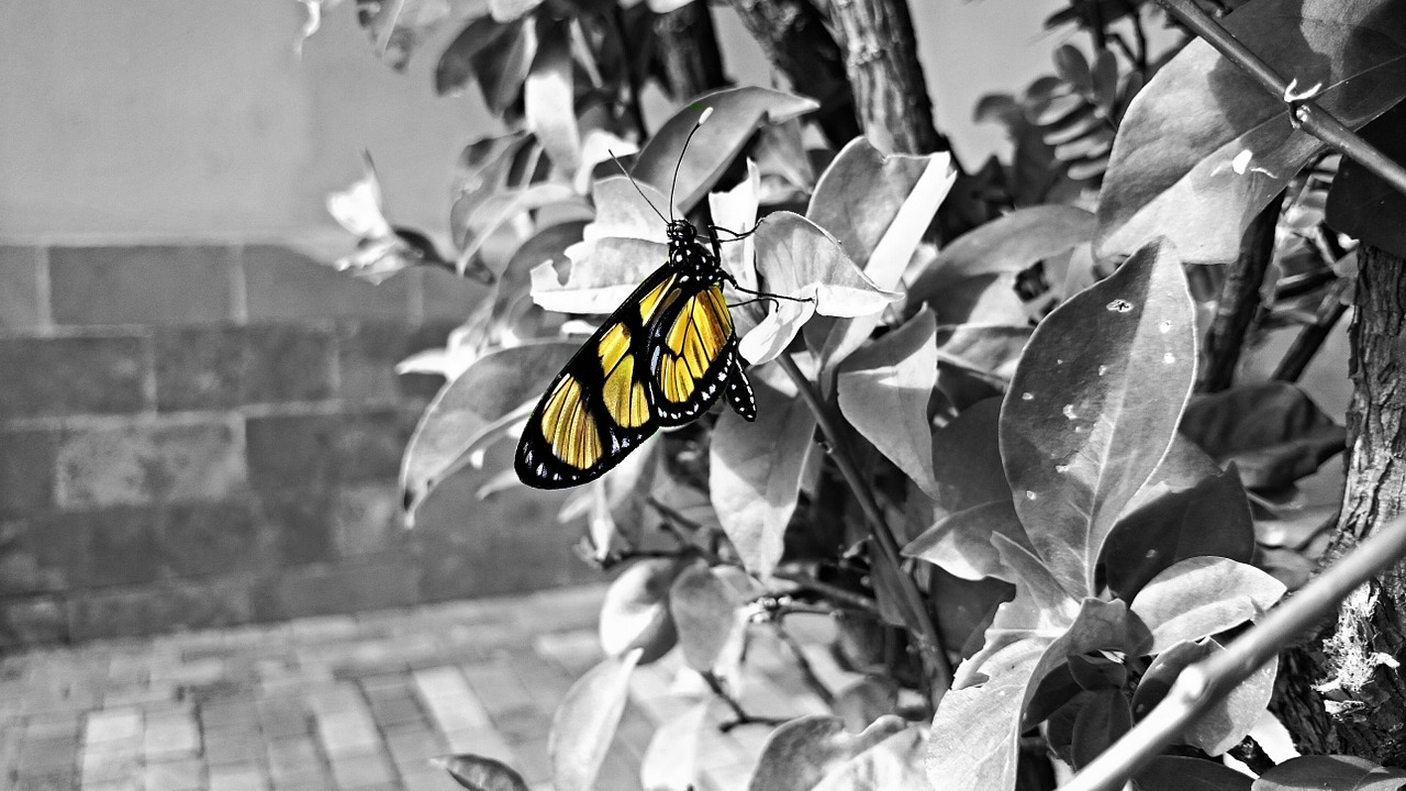 butterfly yellow garden free photo