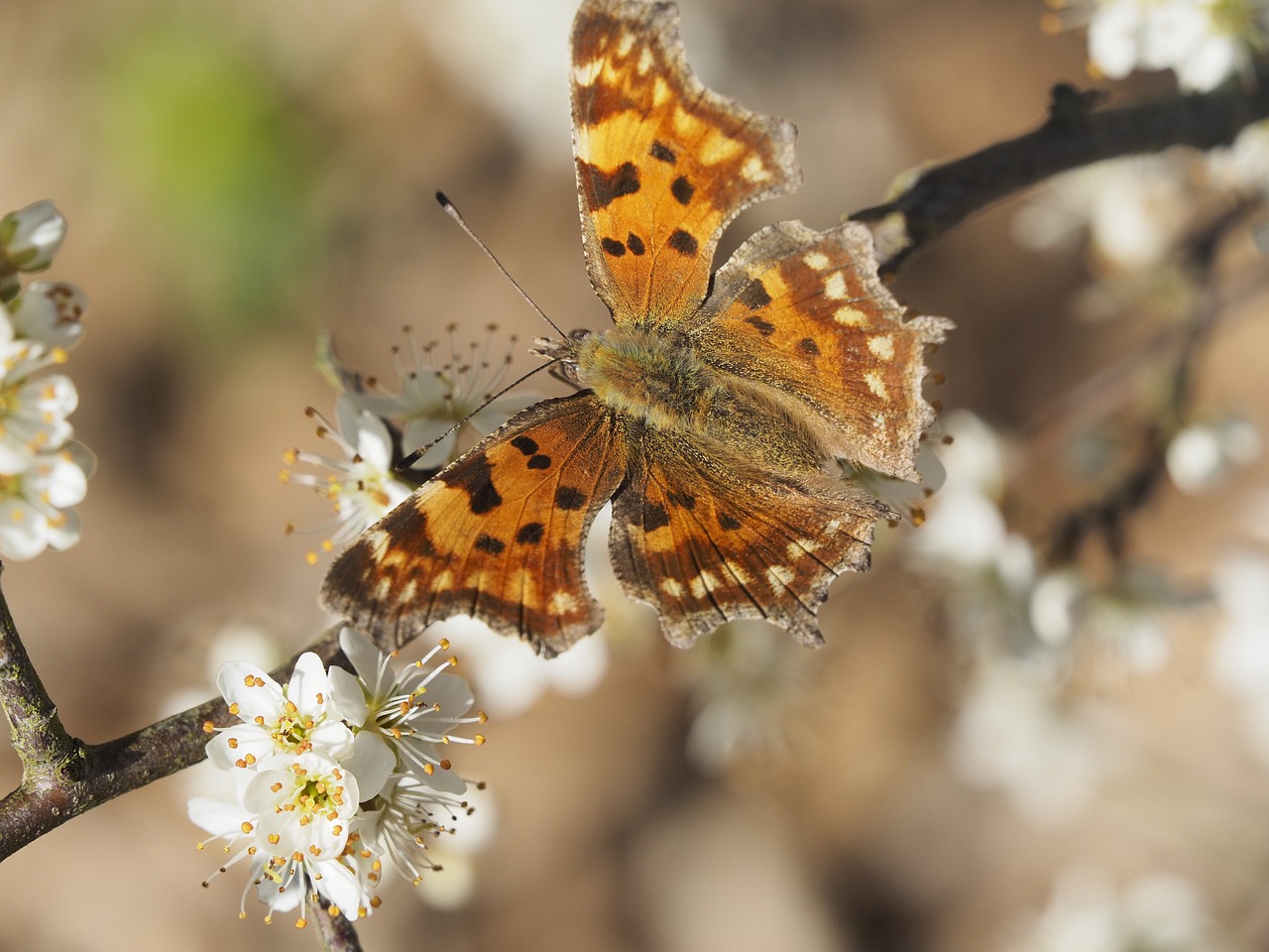 butterfly brown insect free photo