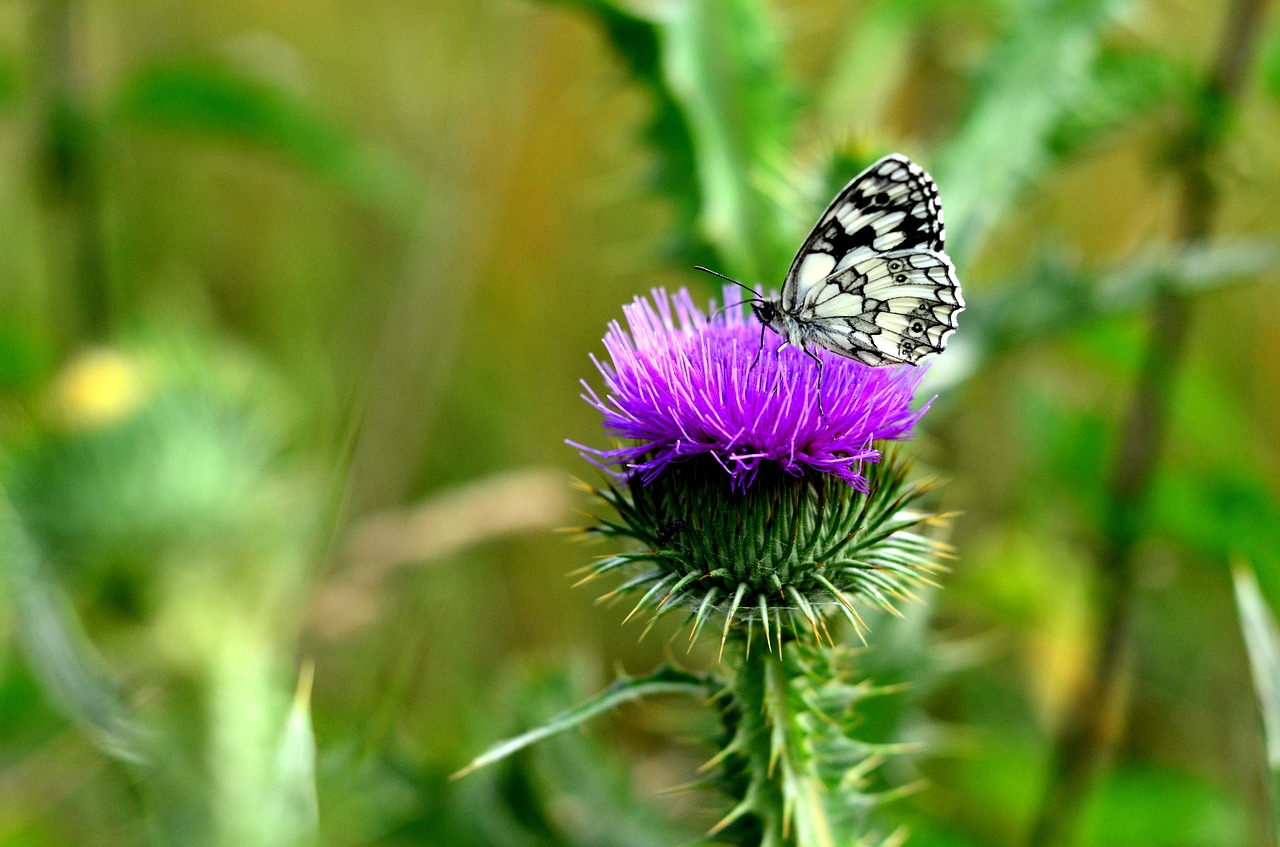 butterfly flower summer free photo