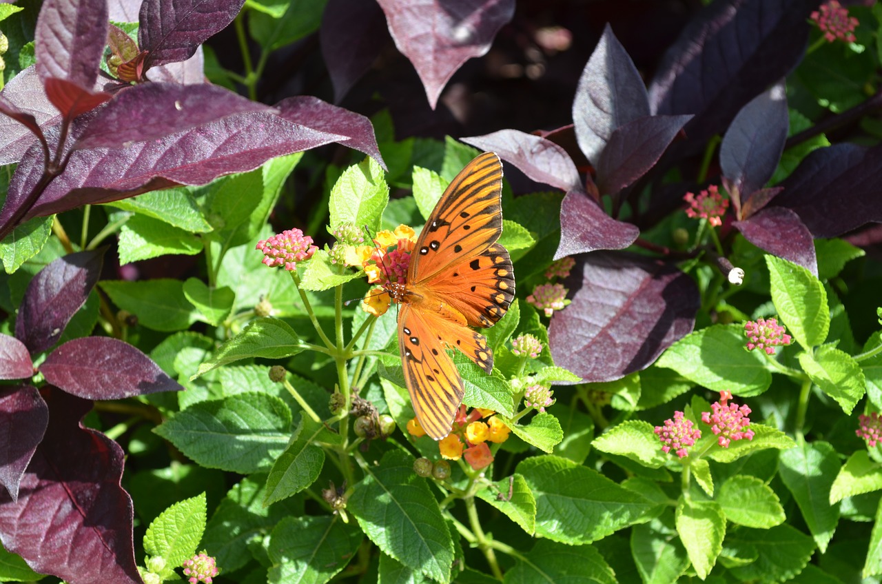 butterfly garden spring free photo
