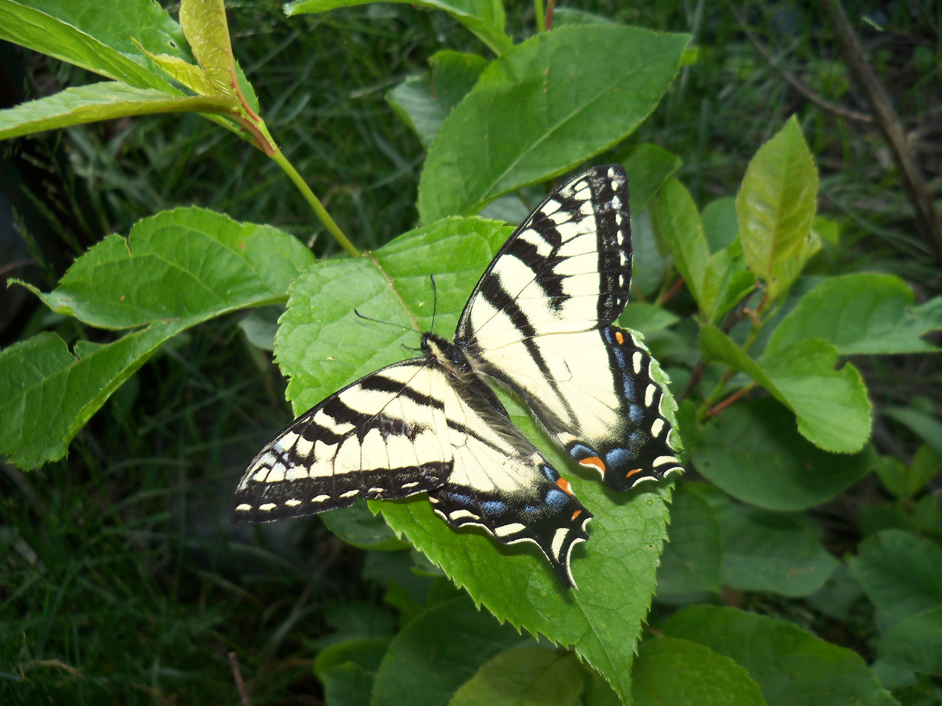 butterfly butterflies insects free photo