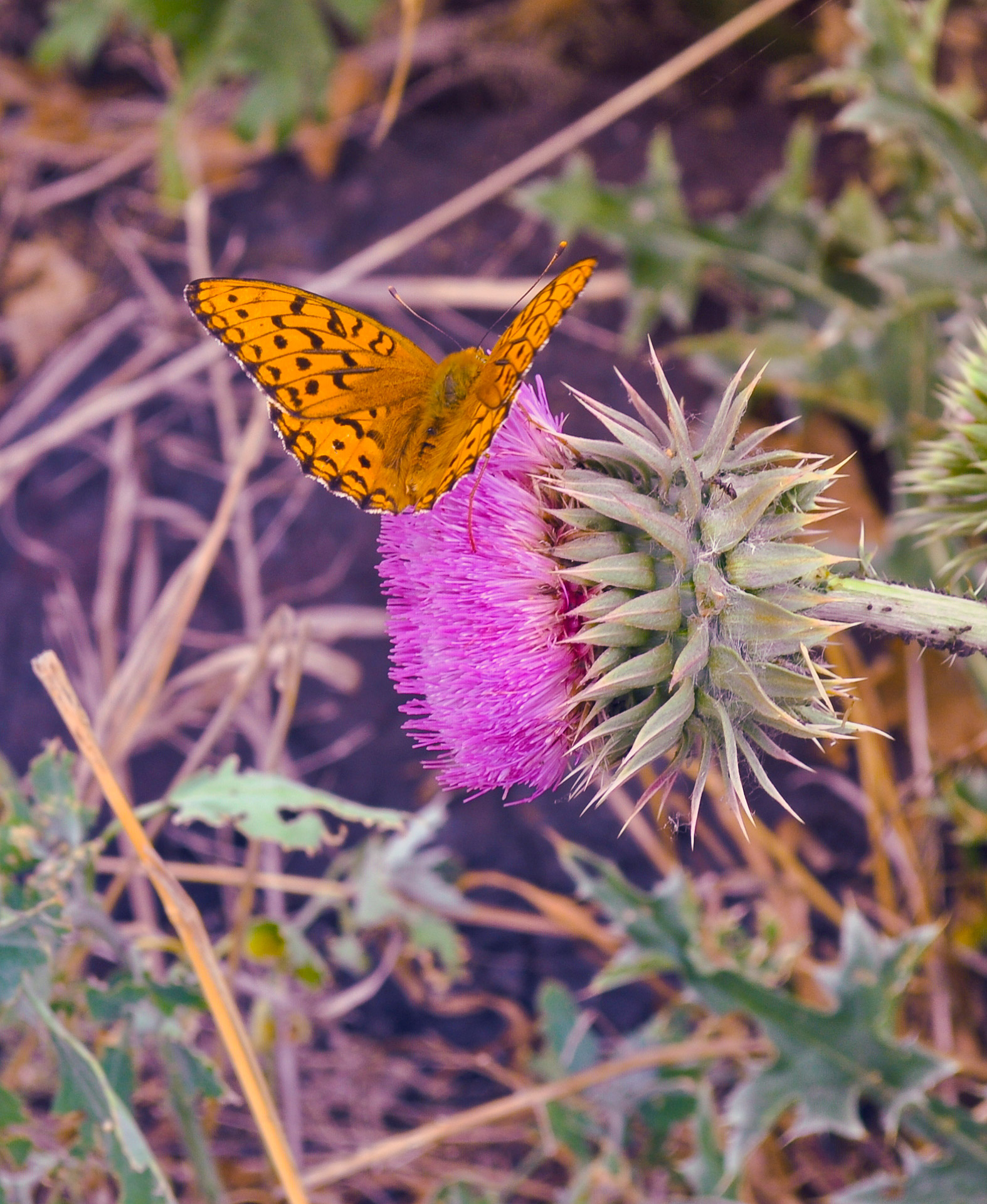 butterfly insect summer free photo