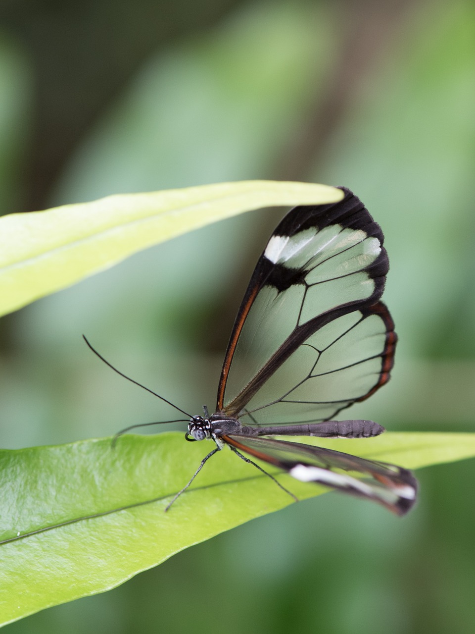 butterfly macro pose free photo