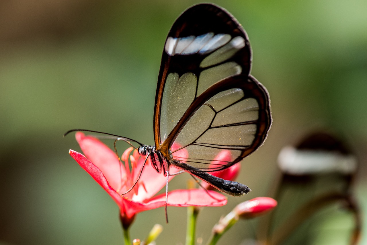 butterfly macro pose free photo