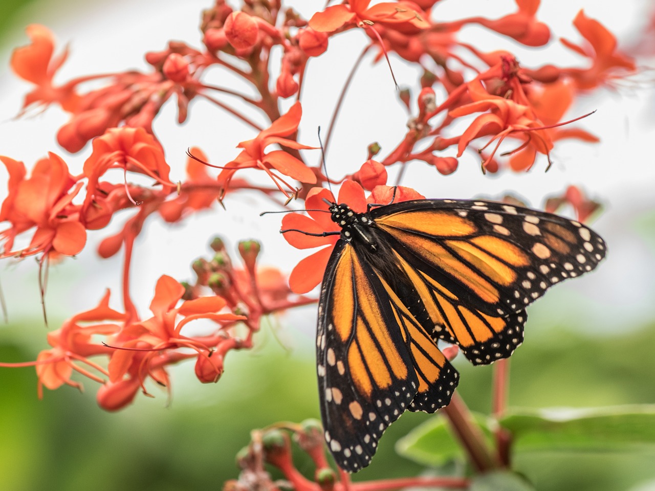 butterfly macro pose free photo