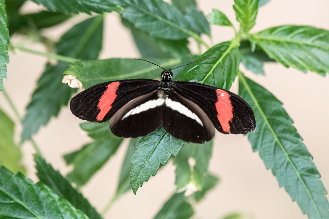 butterfly macro pose free photo