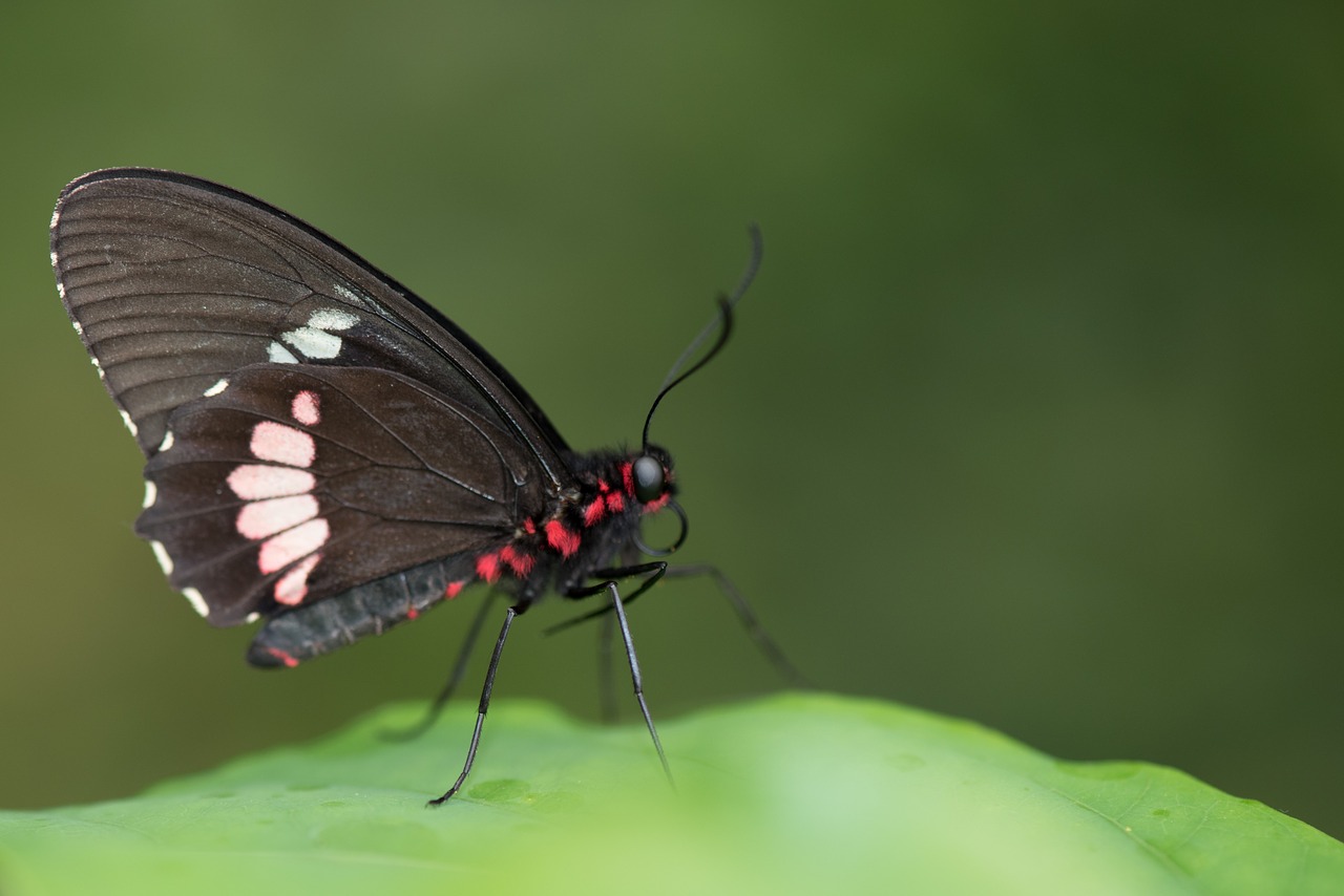 butterfly macro pose free photo