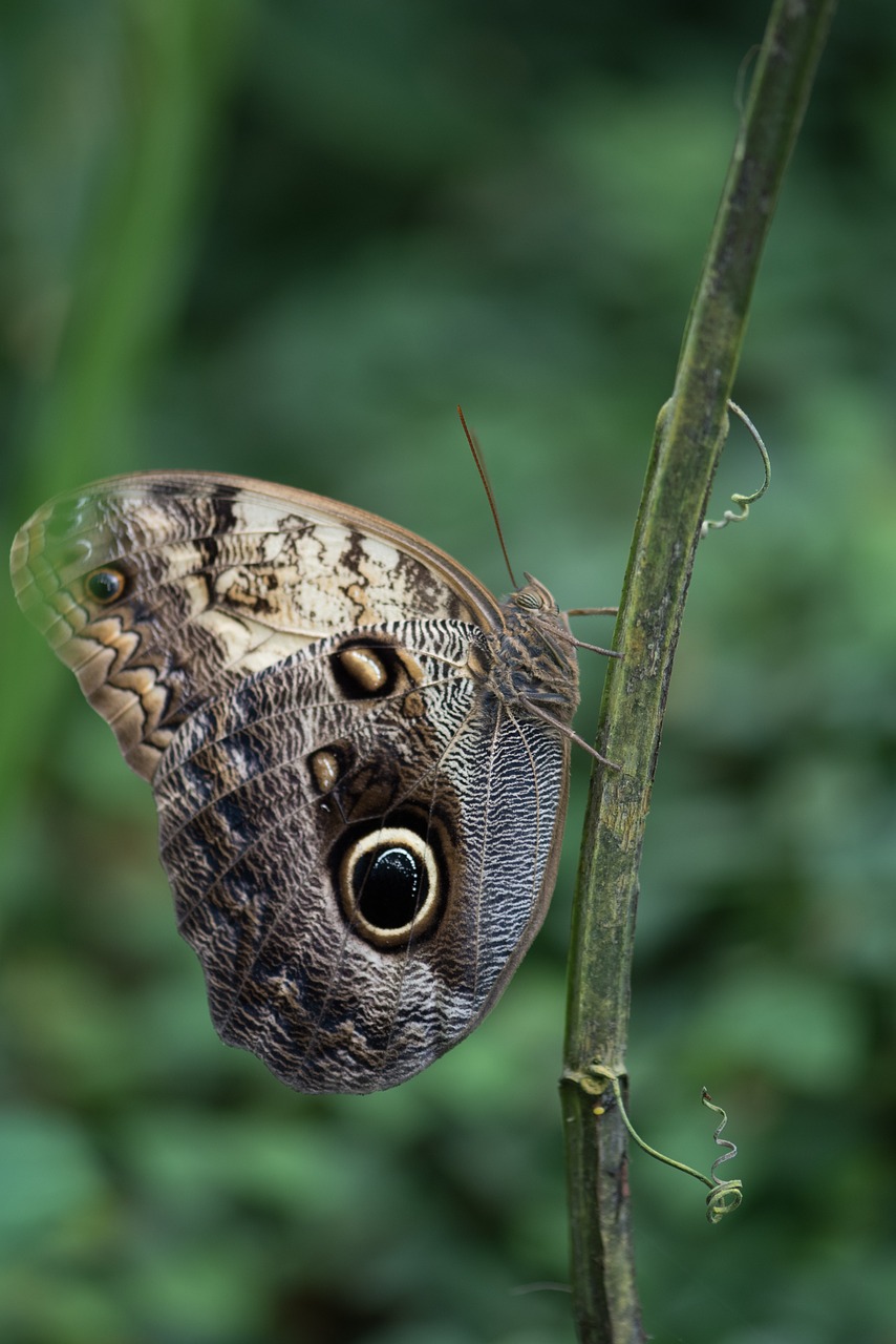 butterfly macro pose free photo