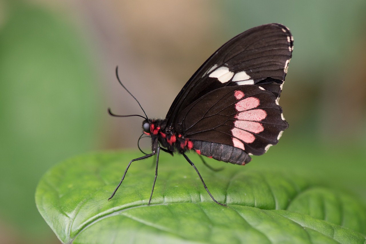 butterfly macro pose free photo