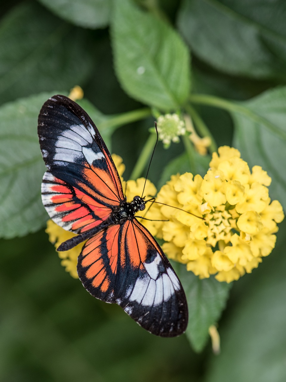 butterfly macro pose free photo