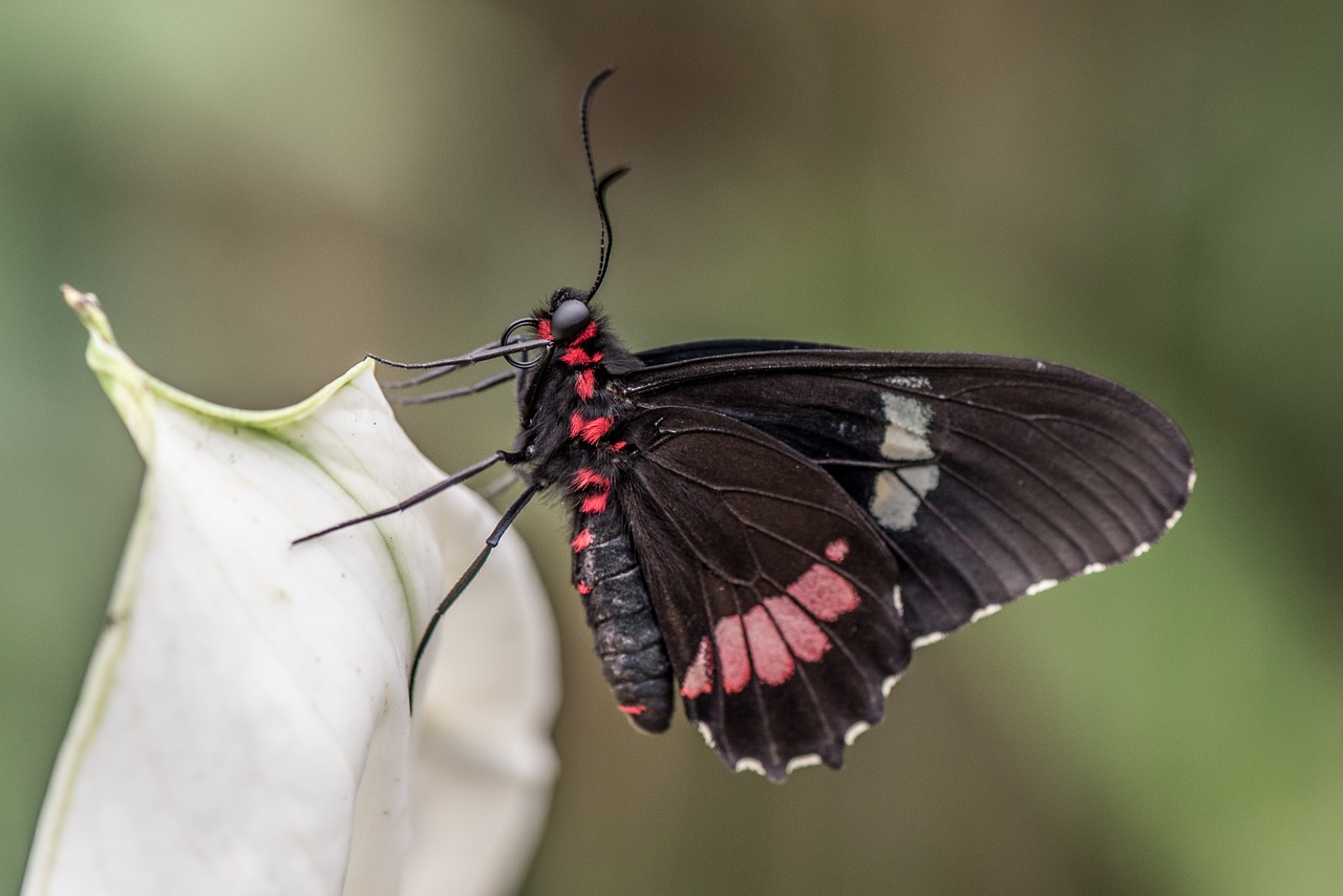 butterfly macro pose free photo