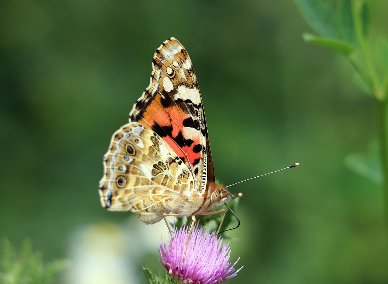 butterfly animal nature free photo