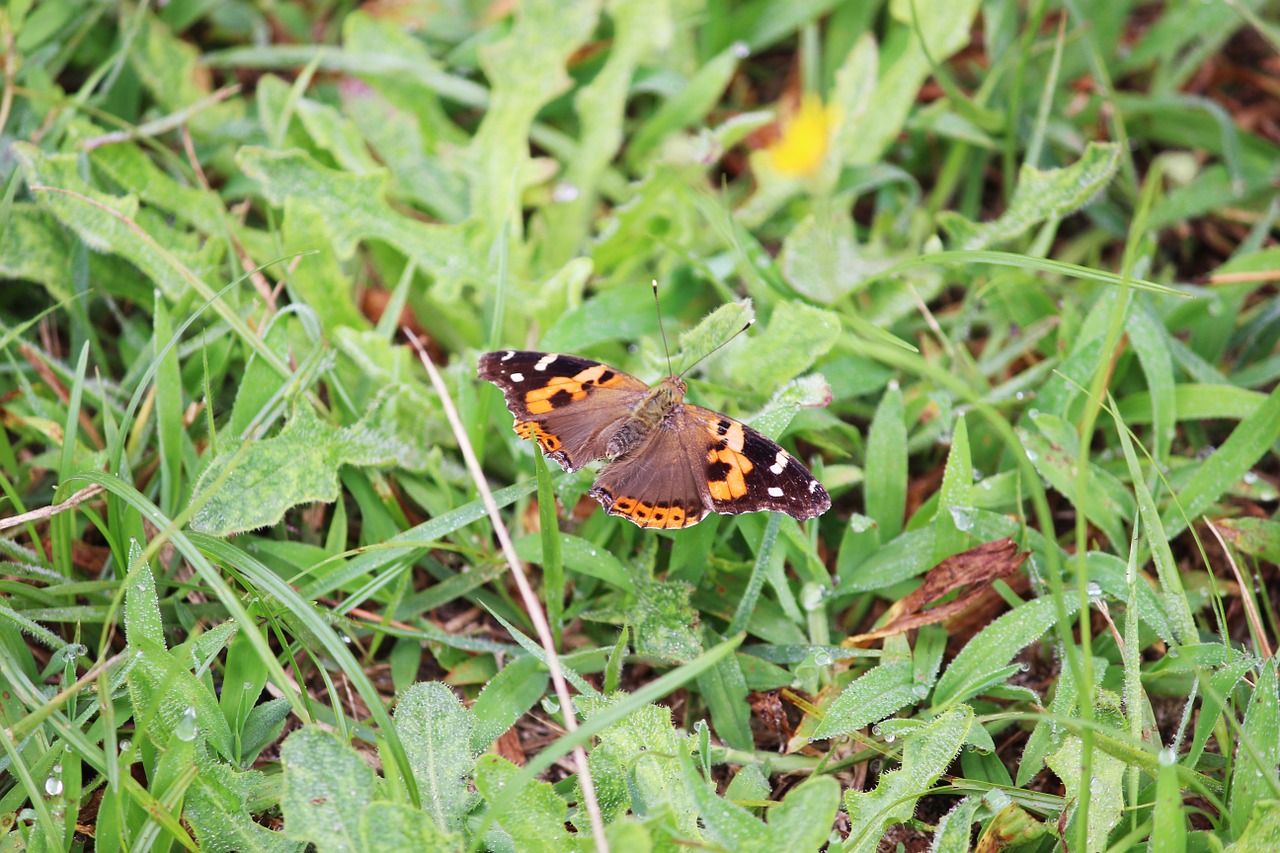 butterfly grass natural free photo