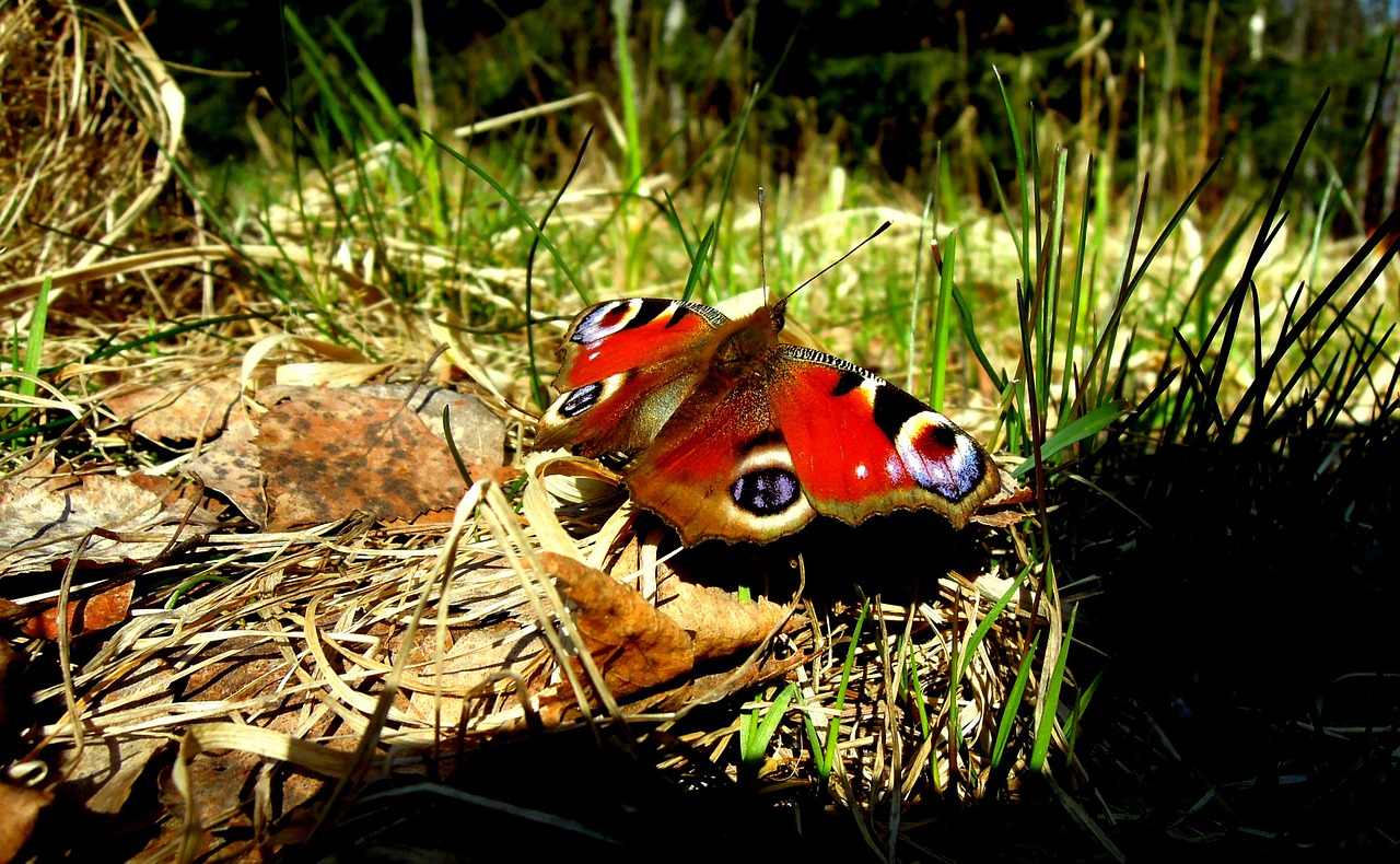 butterfly insect spring free photo