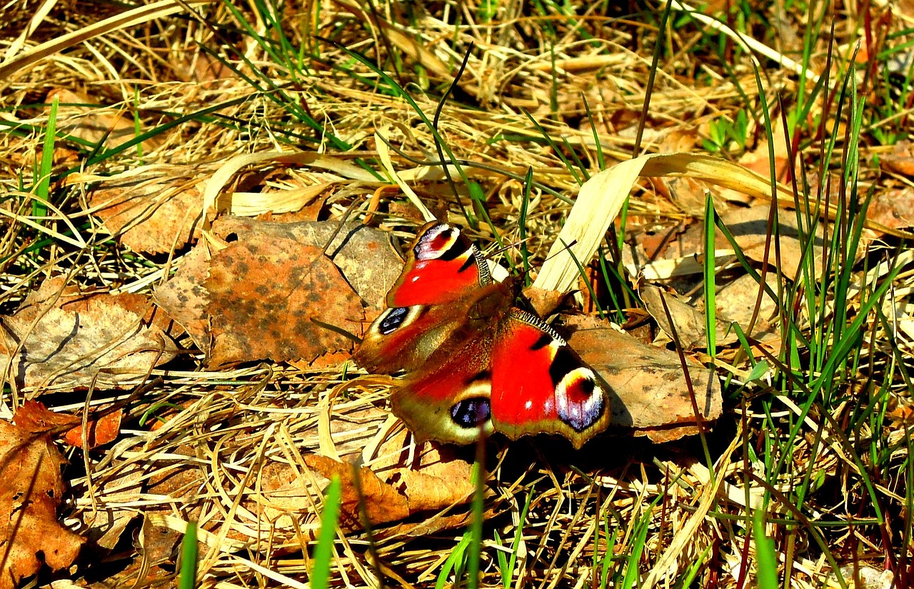 butterfly on the ground admiral free photo