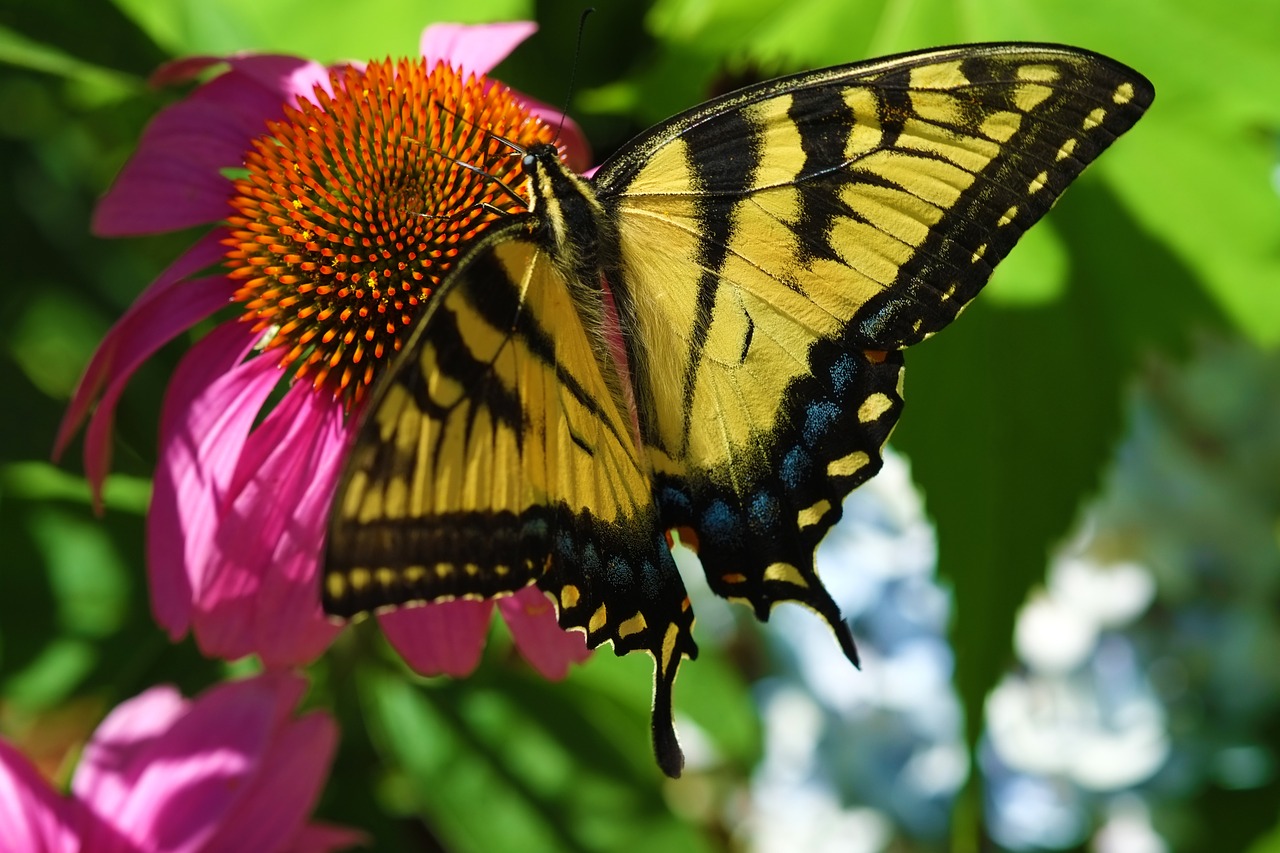 butterfly nature garden free photo