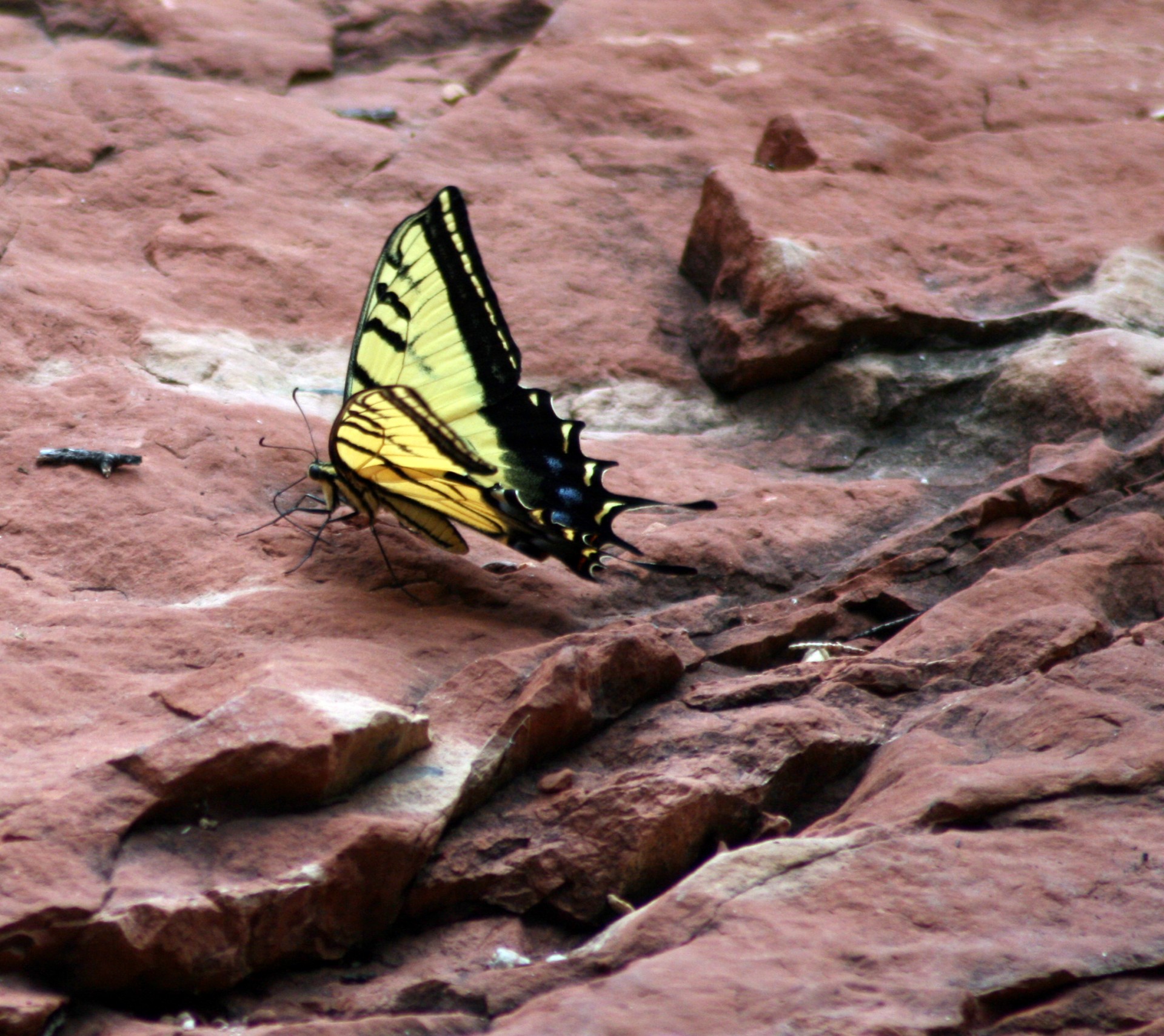 yellow butterfly butterfly insect free photo