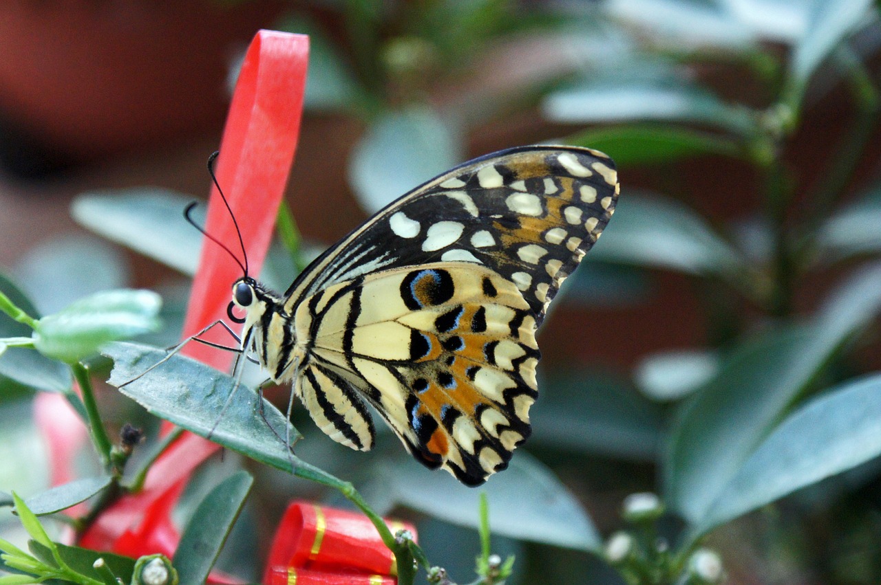 butterfly green nature free photo