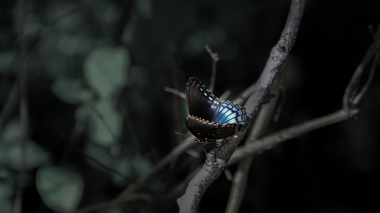 butterfly nature insect free photo