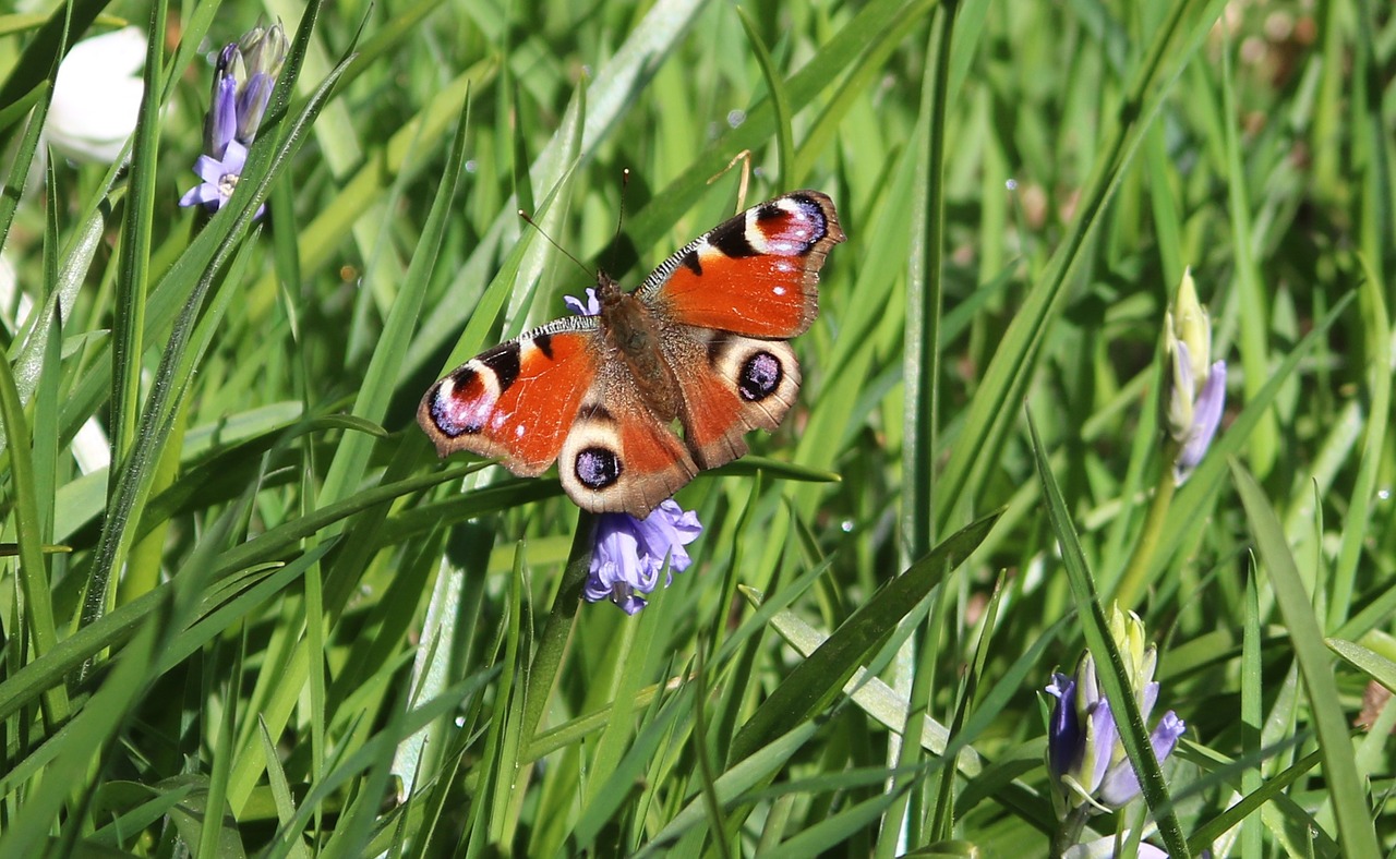 butterfly grass bluebells free photo