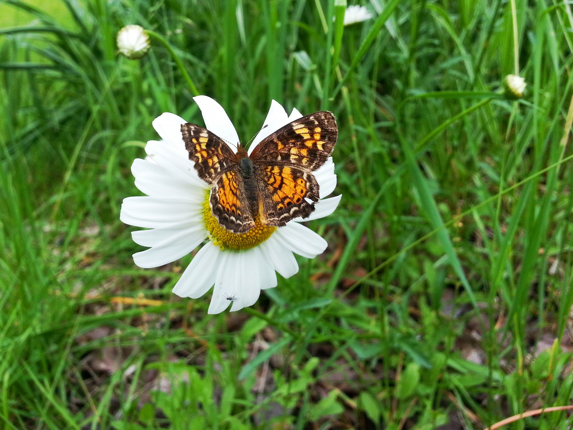 butterfly flower daisy free photo