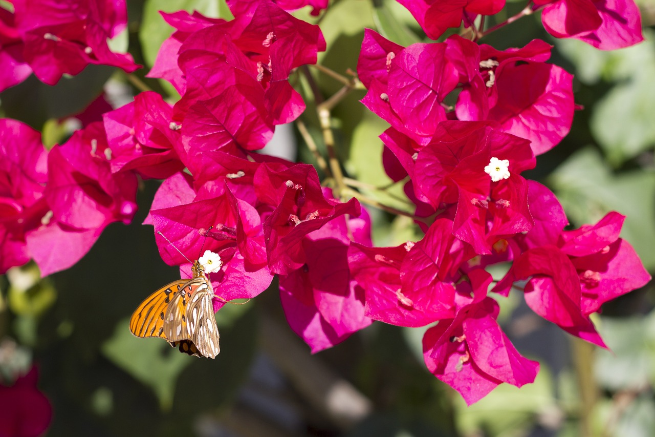 butterfly flowers bougainvillea free photo