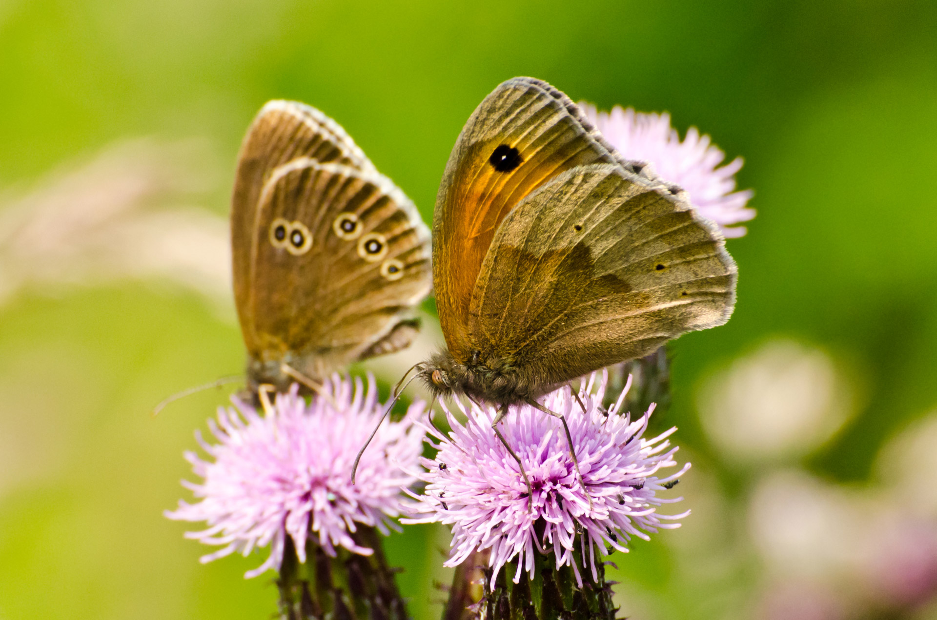 butterflies butterfly insect free photo