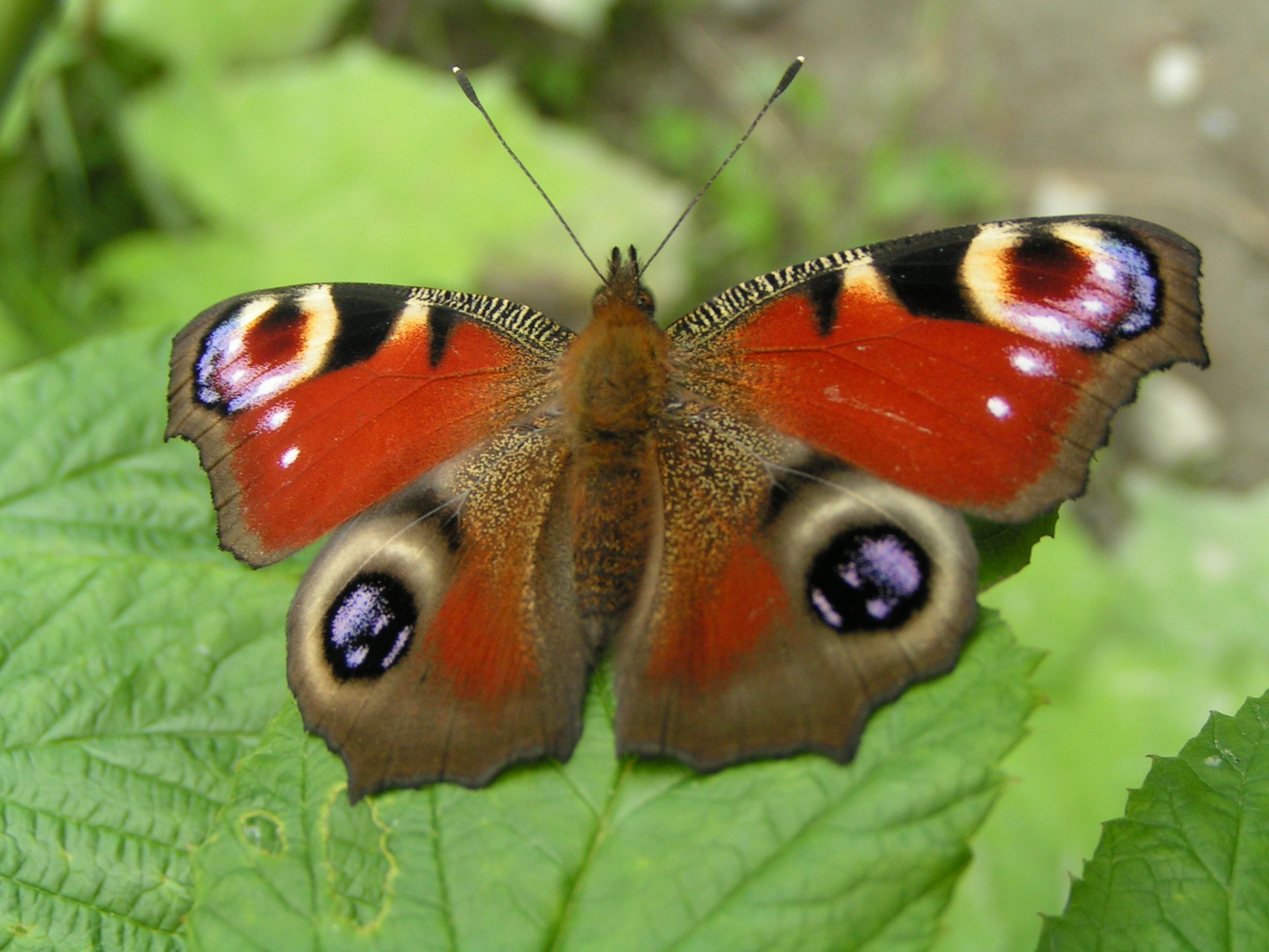 butterfly nature insects free photo