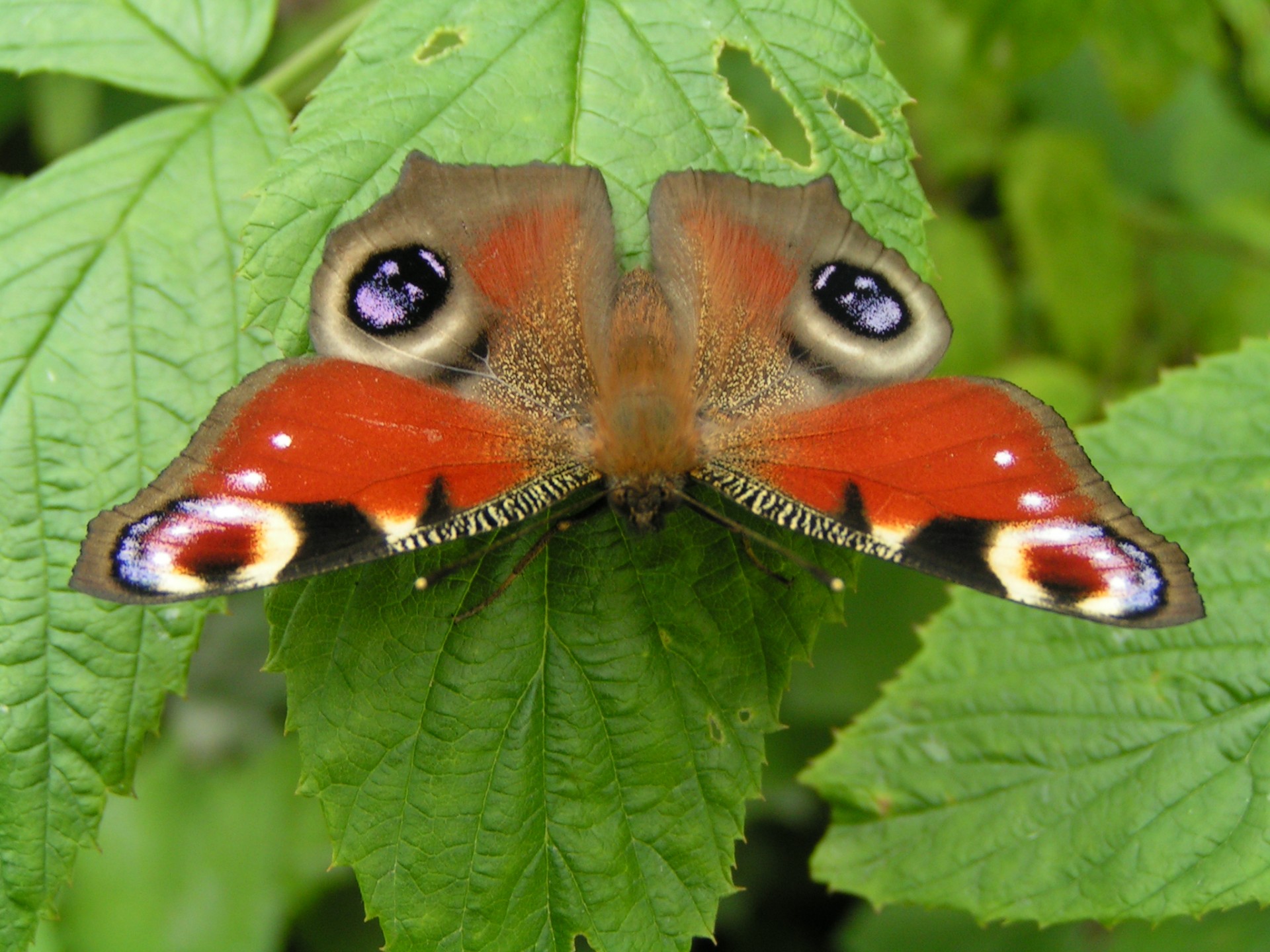 butterfly nature insects free photo