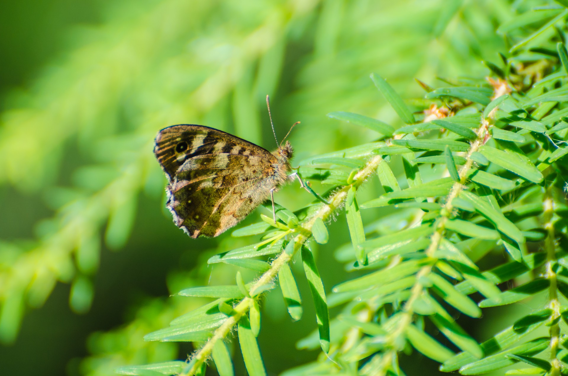 butterflies insects branch free photo