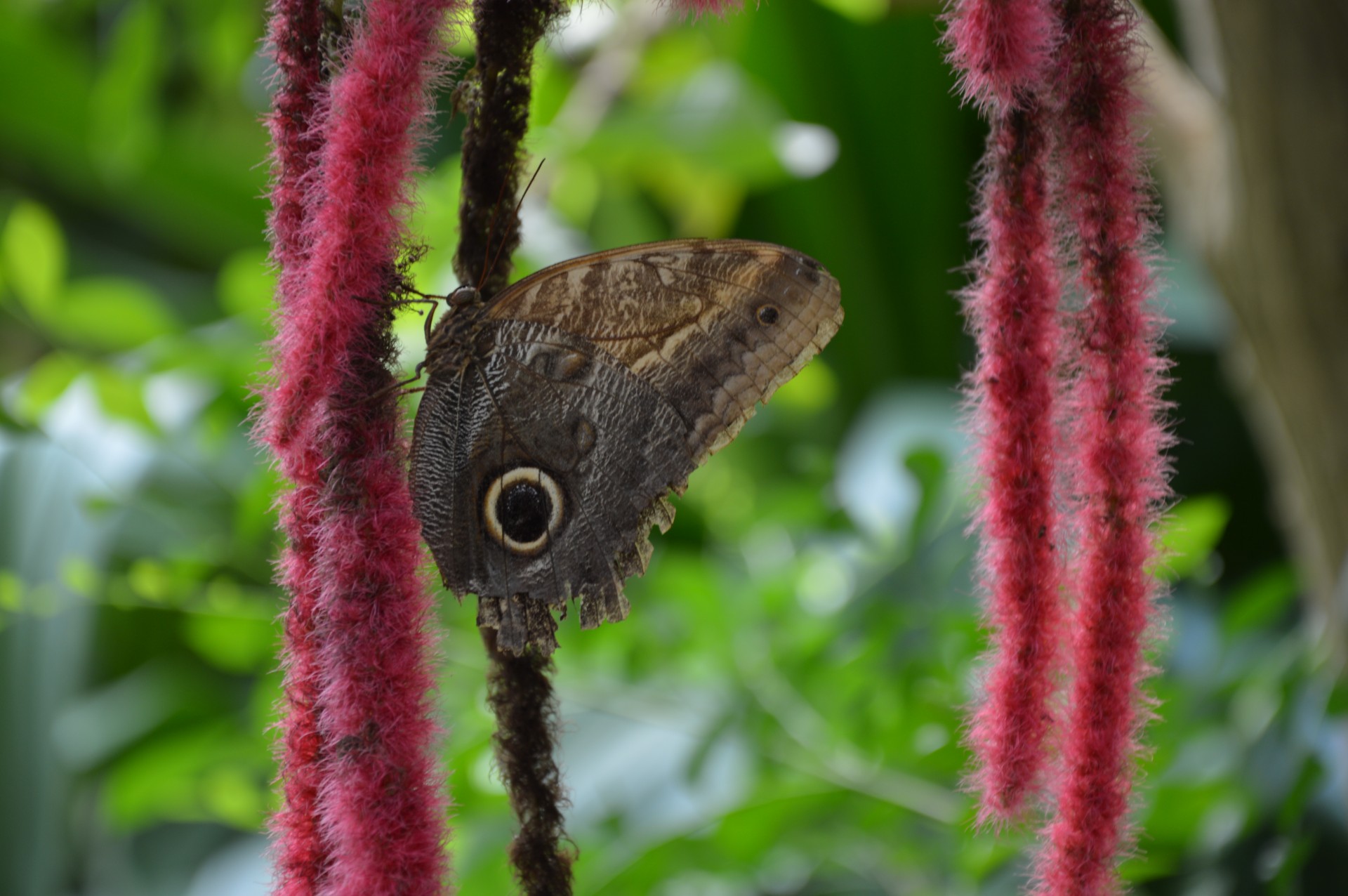 butterfly tropics heat free photo