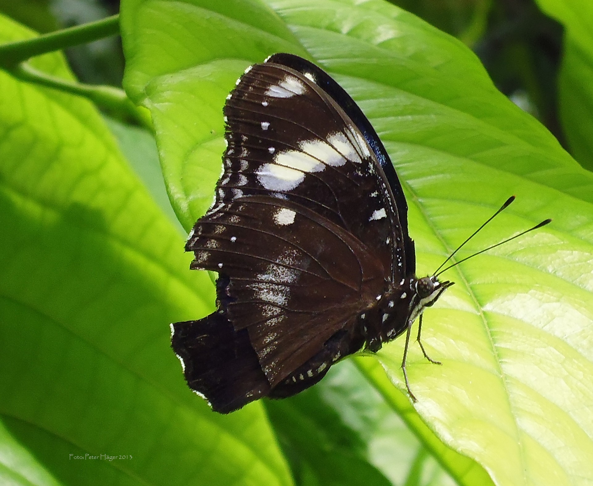 philippines butterflies butterfly free photo