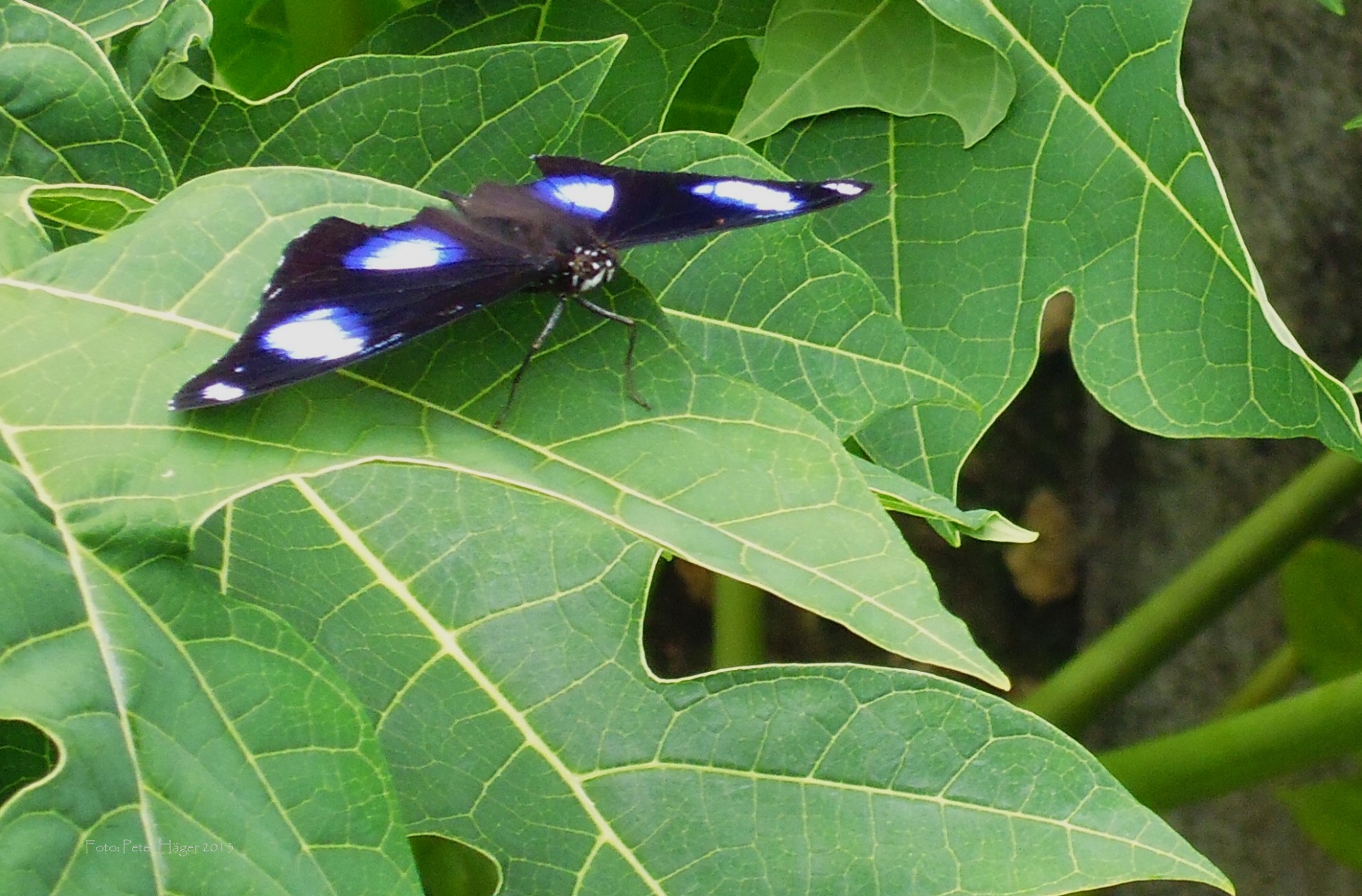 philippines butterflies butterfly free photo