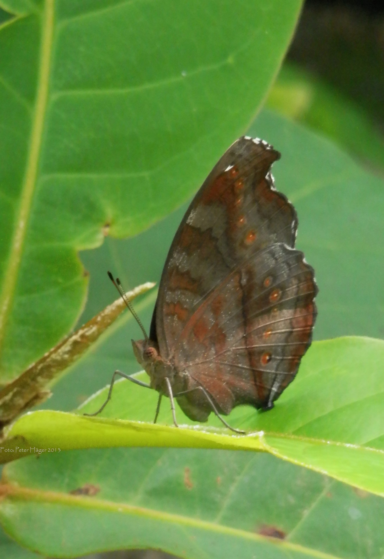 philippines butterflies butterfly free photo