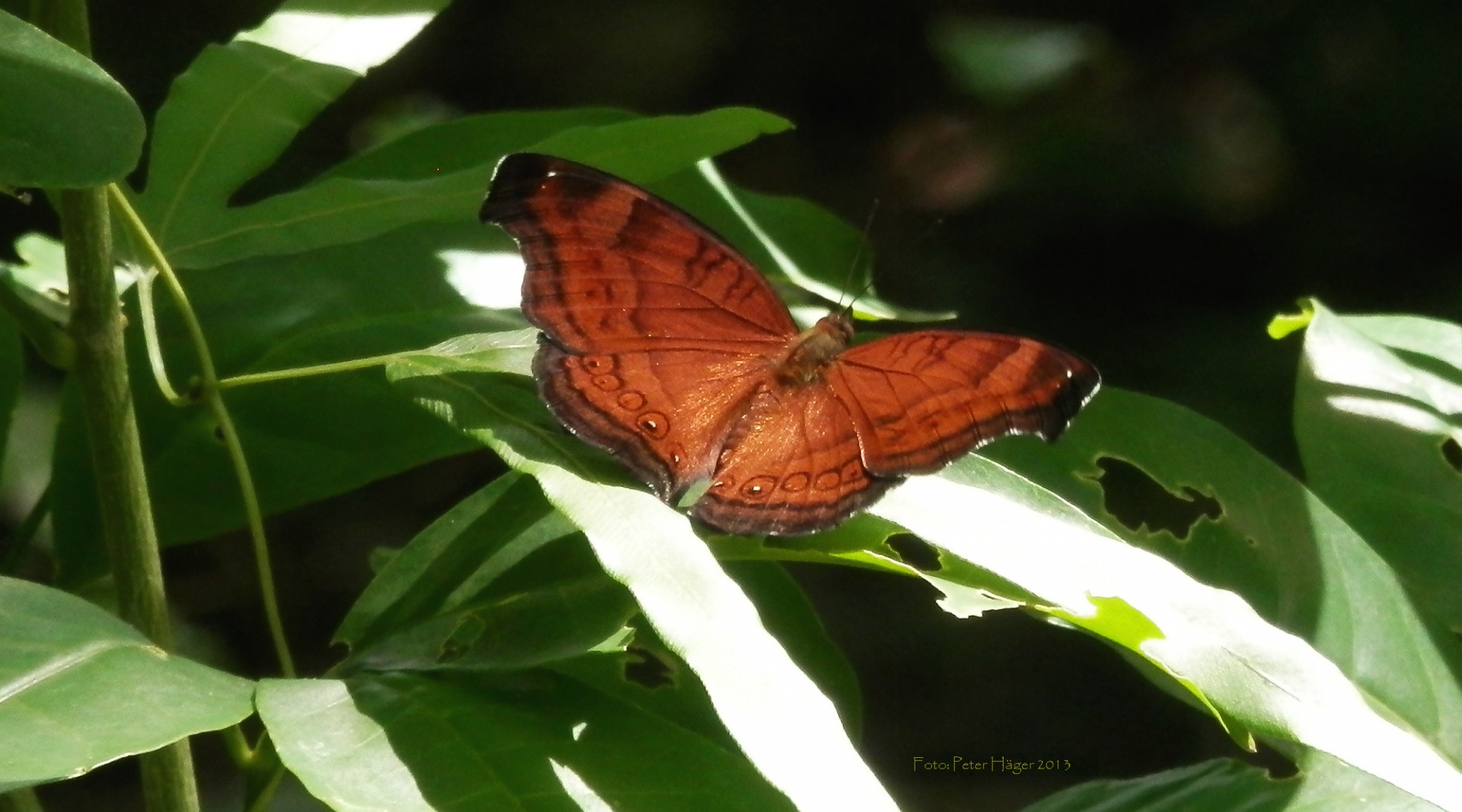 butterfly butterflies philippines free photo