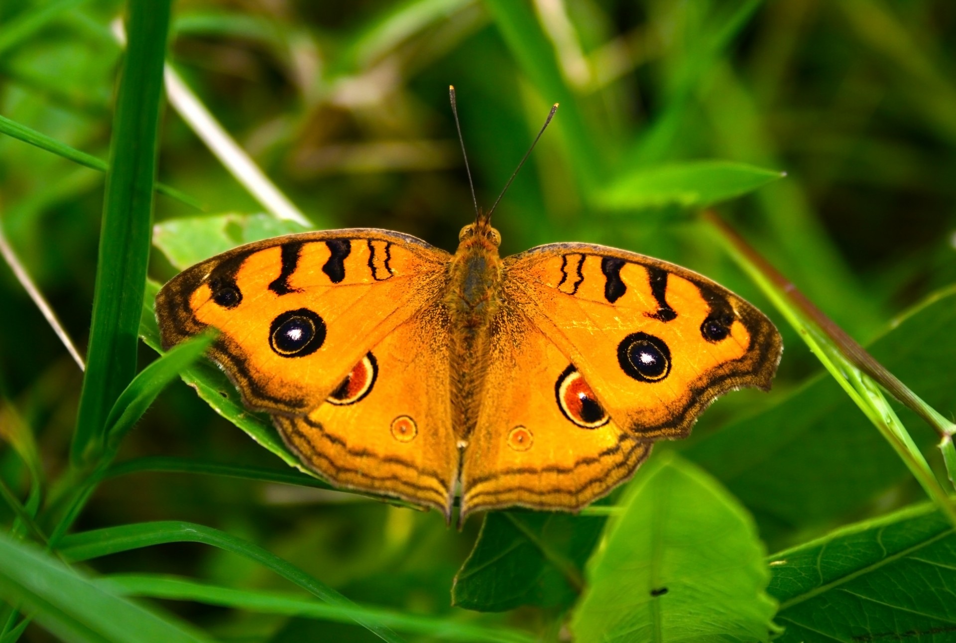 butterfly amateurpic butterfly free photo