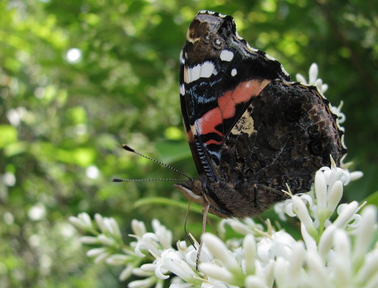 butterfly summer flowers free photo