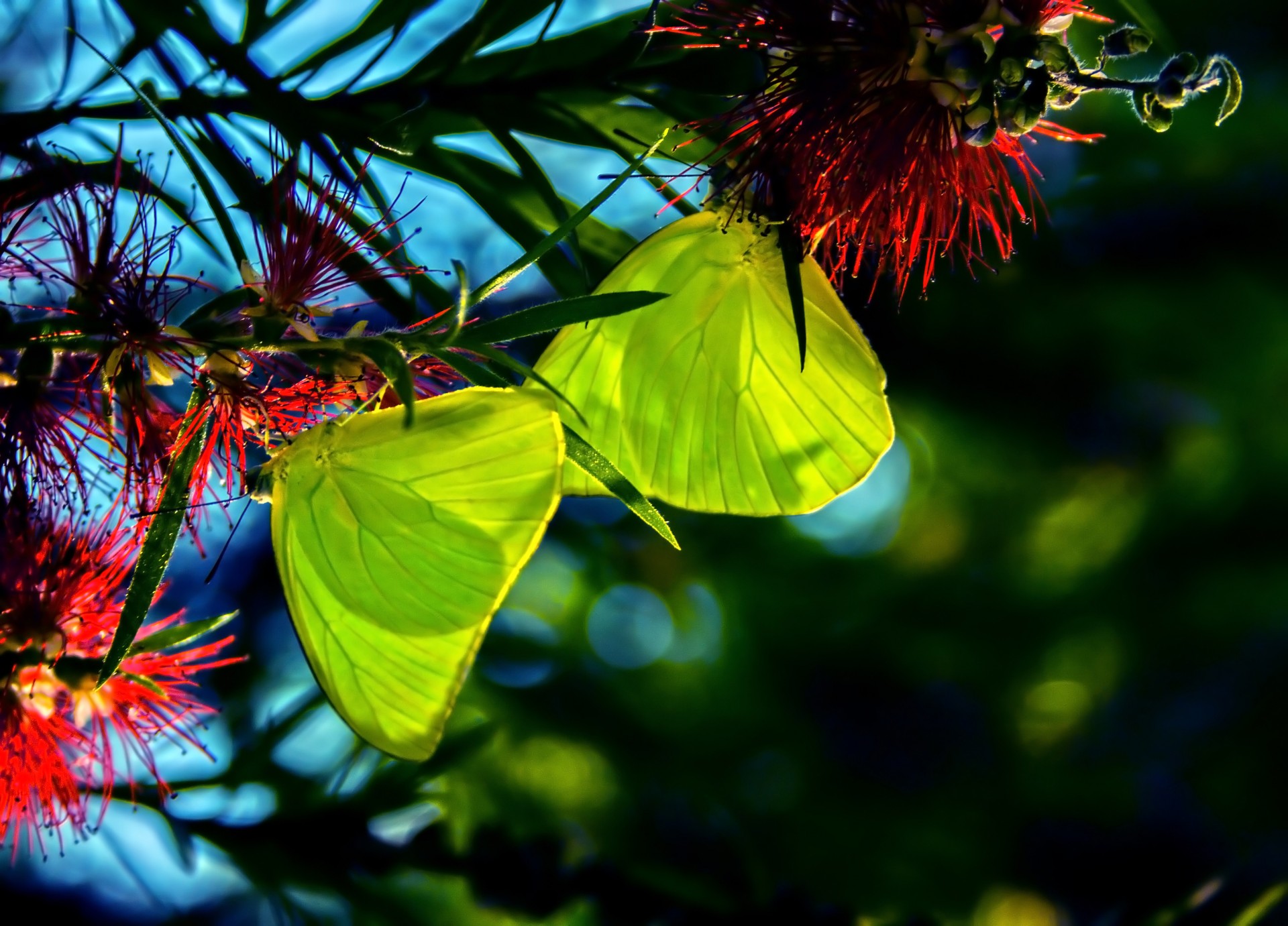 butterfly amateurpic butterfly free photo