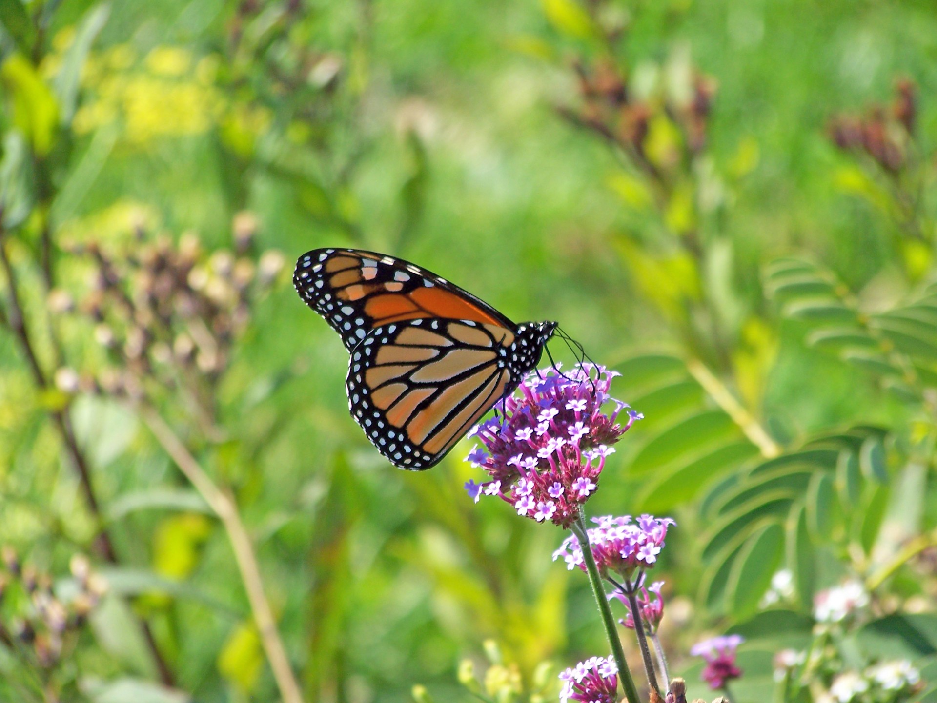 monarch butterfly butterfly flower free photo